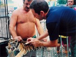 Tigers Page 3